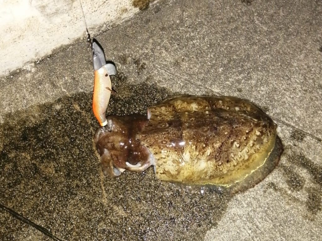 Labrador special 2.2 Egi Jig